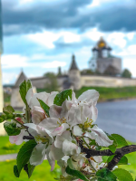 Цветущий Псков картинка